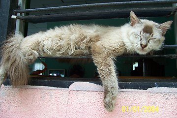 Image showing A Cat On A Window