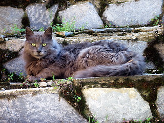 Image showing Cat on stone