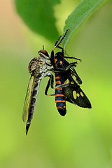 Image showing Robberfly