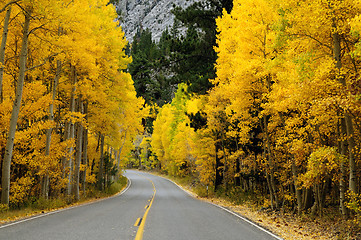 Image showing Autumn Foliage