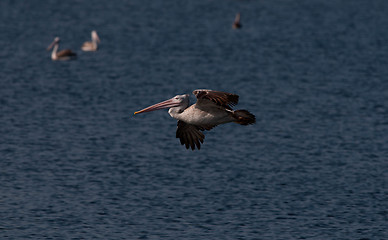 Image showing Spot Billed Pelican