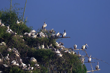 Image showing Spot Billed Pelican