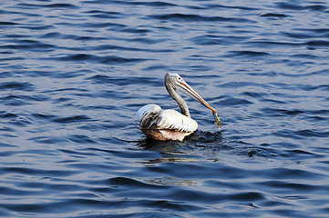 Image showing Spot Billed Pelican