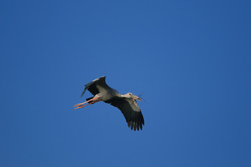 Image showing Asian Openbill stork