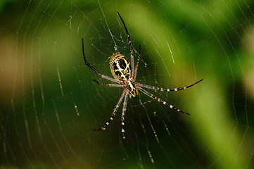 Image showing Jumping Spider