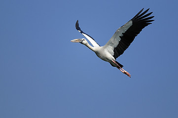 Image showing Asian Openbill stork