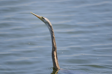 Image showing Black Headed Ibis