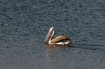 Image showing Spot Billed Pelican