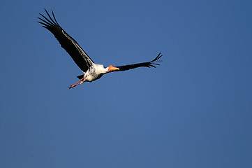 Image showing Painted Stork