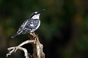 Image showing Pied Kingfisher