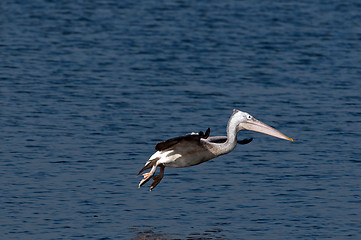 Image showing Spot Billed Pelican