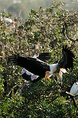 Image showing Painted Stork