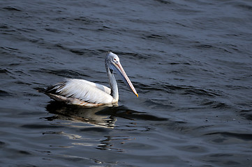 Image showing Spot Billed Pelican