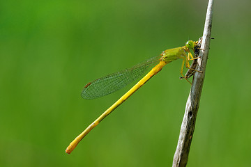 Image showing damselfly