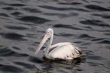 Image showing Spot Billed Pelican