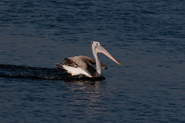 Image showing Spot Billed Pelican