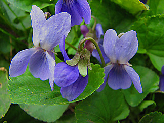 Image showing a few violet