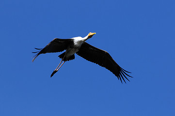 Image showing Painted Stork