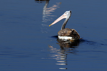 Image showing Spot Billed Pelican