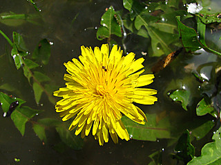 Image showing ant and dandelion