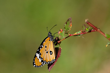 Image showing Plain Tiger