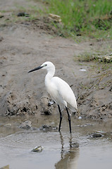 Image showing Pallikaranai