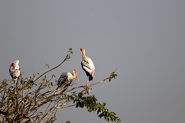 Image showing Painted Stork