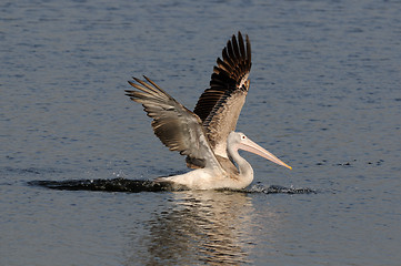 Image showing Spot Billed Pelican