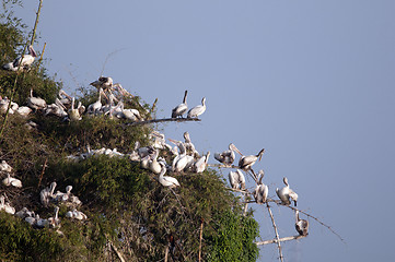 Image showing Spot Billed Pelican