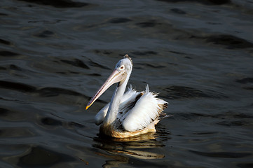 Image showing Spot Billed Pelican