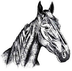 Image showing Drawing a horse