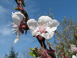 Image showing apple red flowers