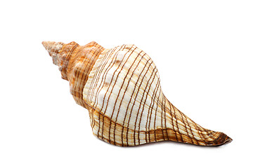 Image showing  Colorful Ribbed Sea Shell