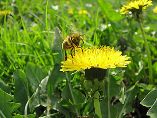 Image showing bee and dandelion