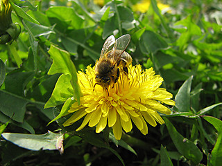 Image showing bee and dandelion