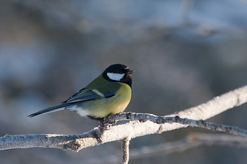 Image showing Great tit