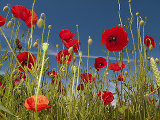 Image showing Poppies in the meadow