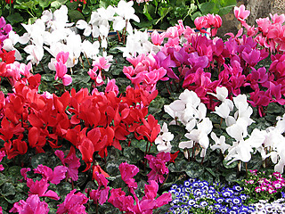 Image showing colored primrose