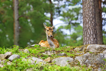 Image showing Roe deer