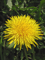 Image showing dandelion