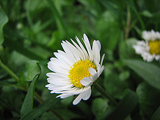 Image showing field chamomile
