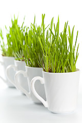 Image showing green grass in coffee cups 