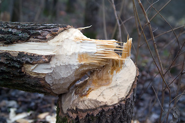 Image showing Tree after the beaver's job