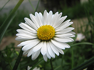 Image showing field chamomile