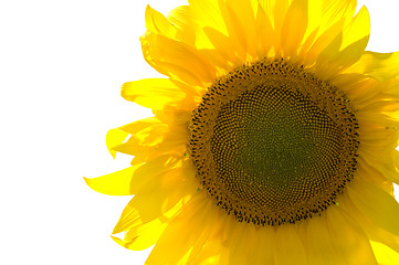 Image showing Sunflower isolated on white background