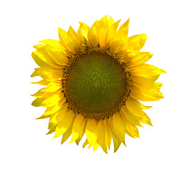 Image showing Sunflower on white background
