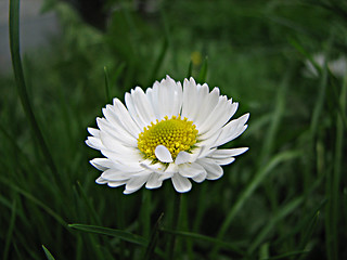 Image showing field chamomile