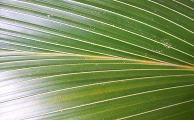 Image showing Coconut leaves green