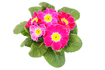 Image showing primula flower