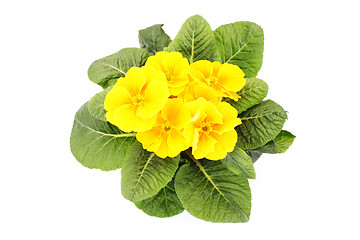 Image showing primula flower